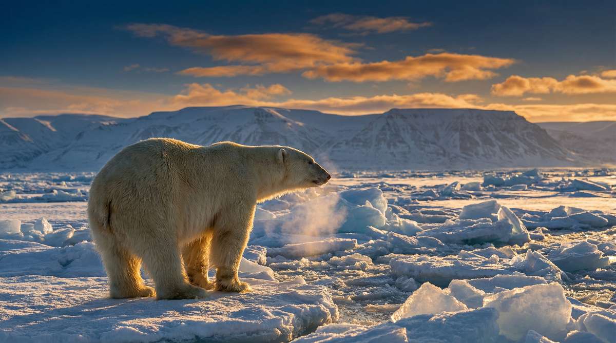 四虎今日推荐北极熊视频