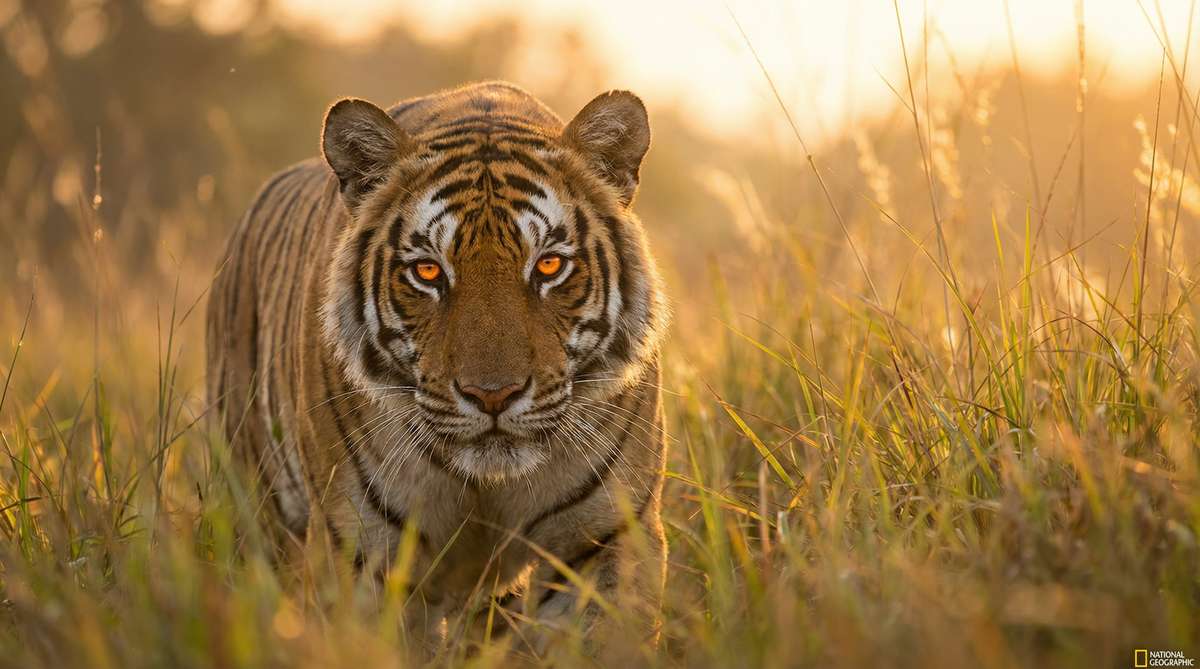 四虎今日推荐老虎视频